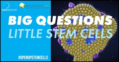 Big Questions- Little Stem Cells