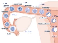 Embryonen Stammzellen