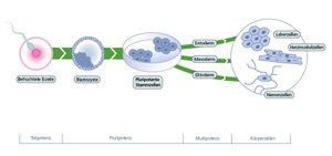 Overview of the potentiality during the various stages of development from a fertilized egg cell to a specialized somatic cell.