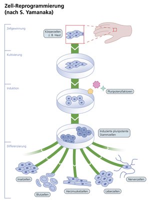 Herstellung induzierter pluripotenter Stammzellen