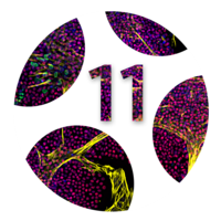 Logo 11th International Meeting Stem Cell Network.NRW