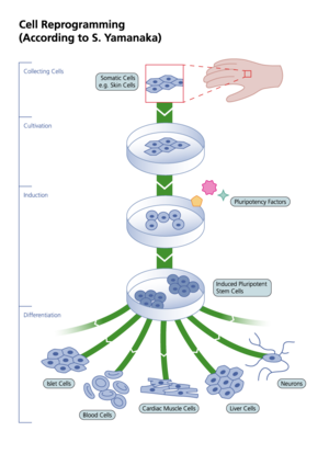 Deriation of induced pluripotent stem cells